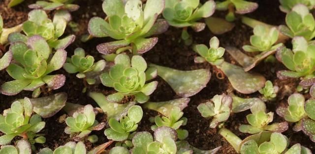 多肉叶插哪家强,法师叶插难不倒