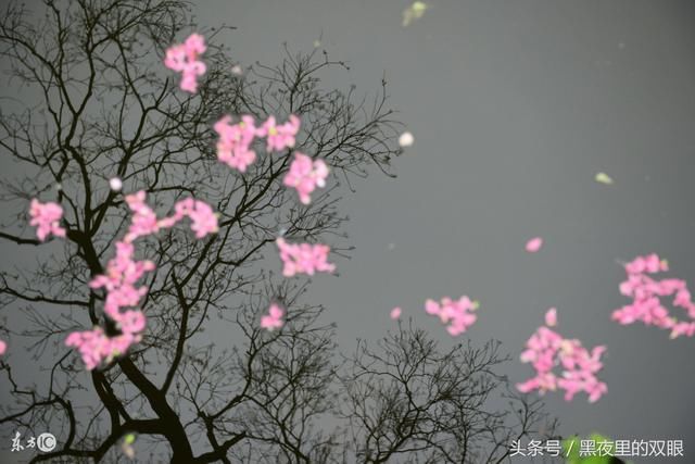 花开若相惜,花落莫相离