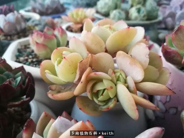 广东美肉,时间终究会给我们完美的馈赠!