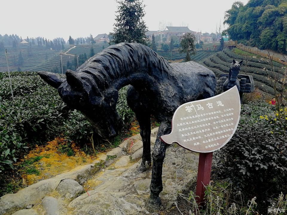 参观牛碾坪万亩观光茶