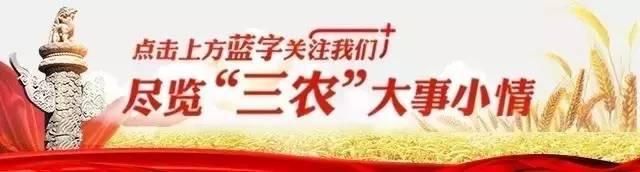 他家水稻一年只种一季，却能卖出数倍的价格！方法只有四个字...