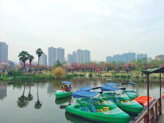 青白江凤凰湖的樱花终于开了，门票免费，再也不用去日本看樱花啦