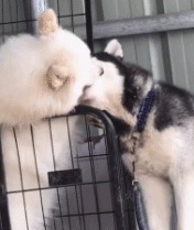 对秀恩爱的就要这么干,哈哈哈哈干得漂亮!