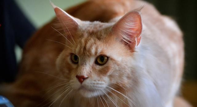 猫咪会很讨厌小猫吗