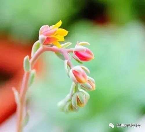 2019年国家电网人力资源招聘平台:某省女生面