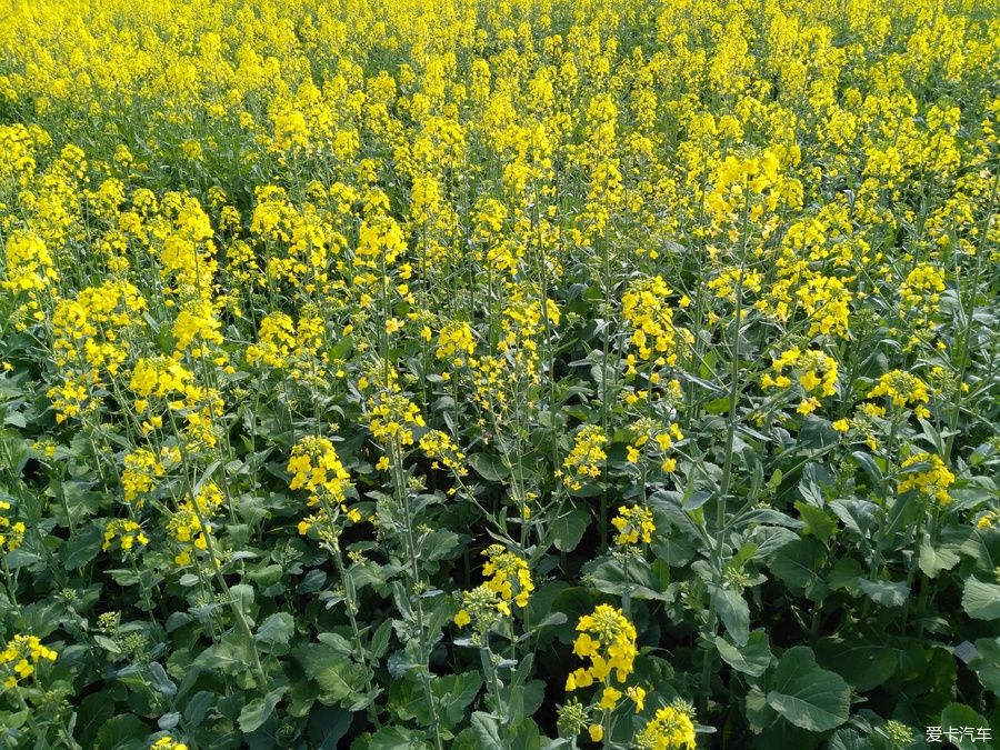 2018年春节粤北韶关赏花，火山上的油菜花 。