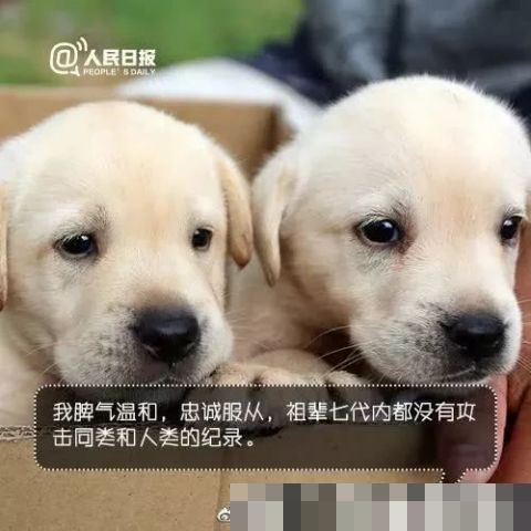 男子地铁不听劝阻多次骚扰导盲犬