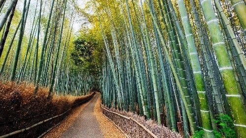 正月十七开始，事业如雨得水，生活顺心如意，身边喜气缠绕3生肖