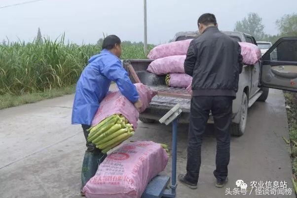 未来几年，在农村最吃香的几个职业，比打工要挣钱，抓紧改行!