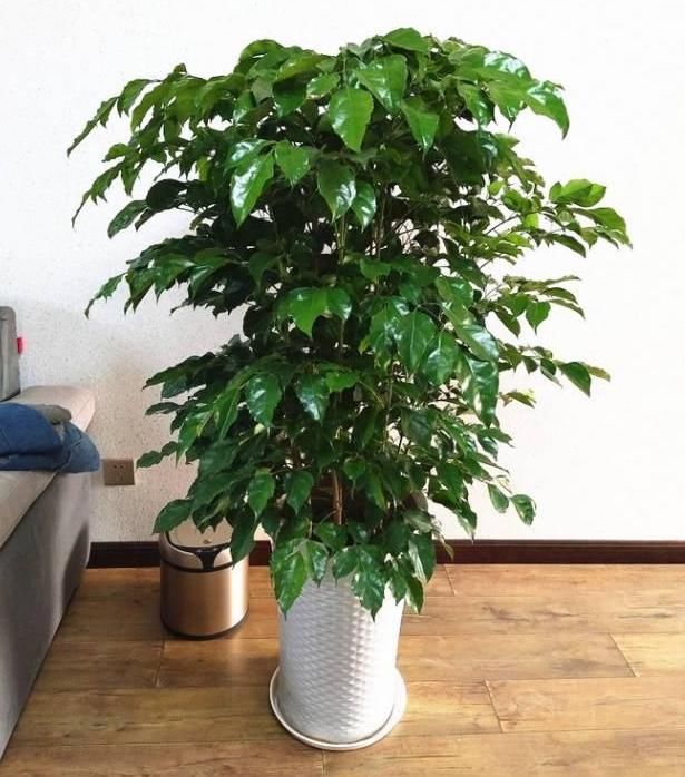 适合家里养的绿植发财树 t0107079b6656d190b6.jpg