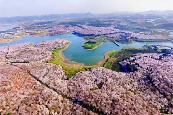贵州平坝农场樱花园,世界最大樱花基地,面积达