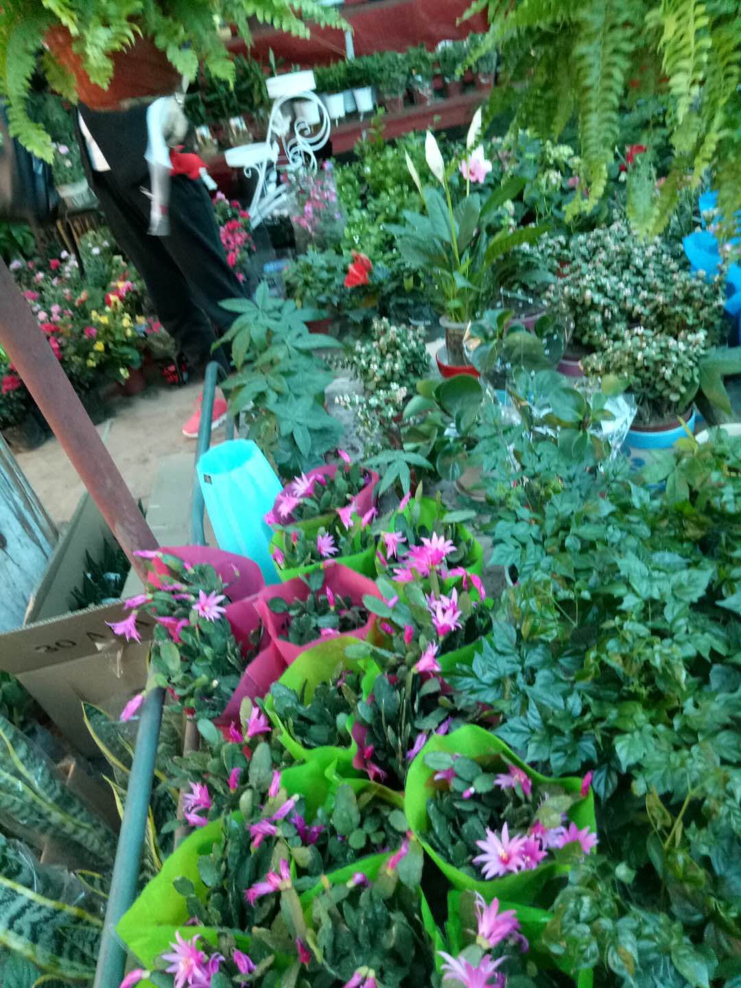 在南方随地可见的三角梅,在北方一盆卖240元,