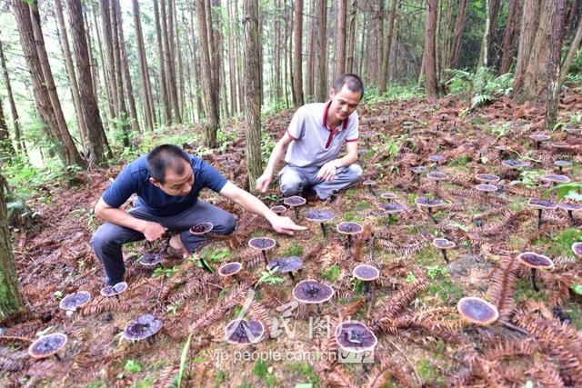 江西全南：仿野生种植灵芝助推农民脱贫致富