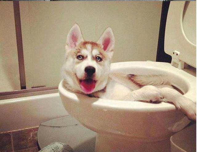 狗,我是有底线的