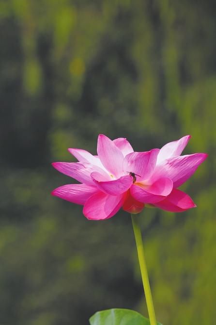 陈毅故居打造四川最美荷塘 六旬老人守护“荷塘月色”