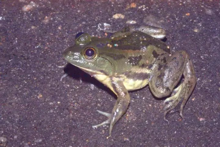 六趾蛙:这种吃素的家伙只有五个趾头