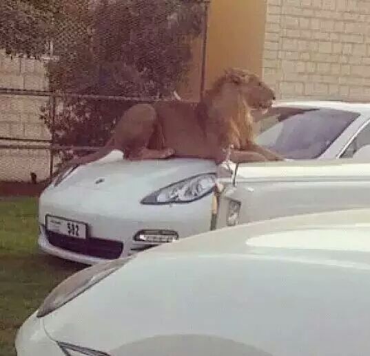 实拍迪拜土豪们的宠物，骆驼都有自己的车位，有钱人地位的象征!