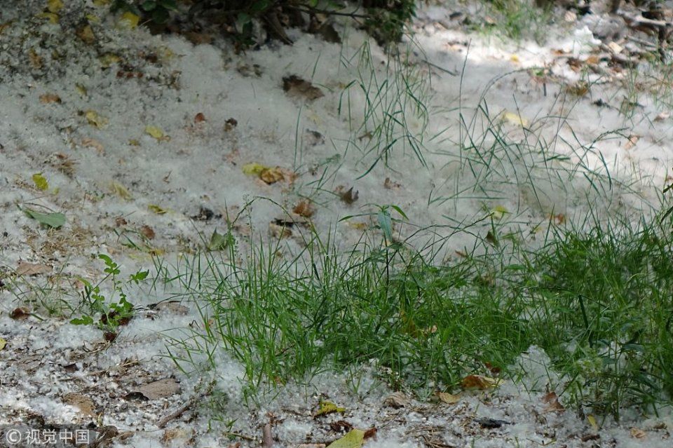 山东青岛：河岸六月柳絮飘飞如降雪