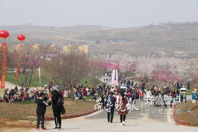 2019日照樱花节开幕,助推乡村振兴和大众旅游