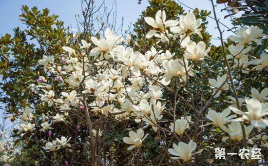 哪些花是酸性哪些花是碱性 t010874afb1cc0f6ab2.jpg
