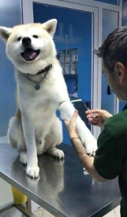 狗狗生病需要抽血化验,狗狗看了主人一眼,做出