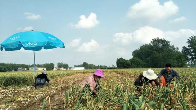 中国蒜乡大蒜滞销 数十万亩亏到“骨髓里”