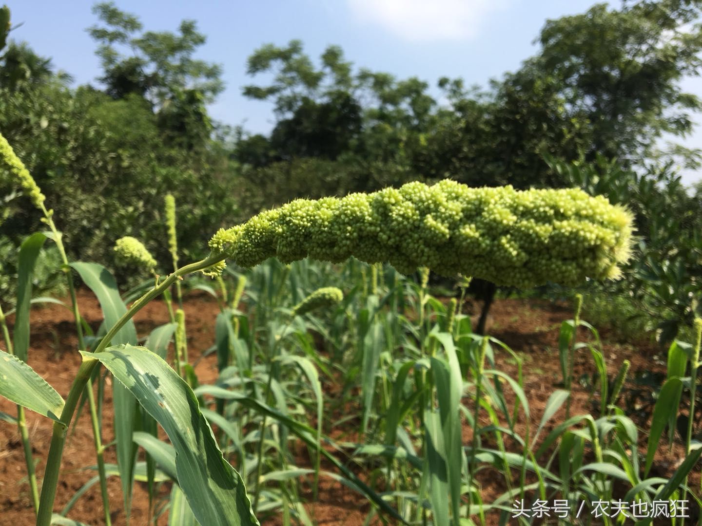 农村大山里遇见一种古老粮食，十多年没见过了，你认识吗?