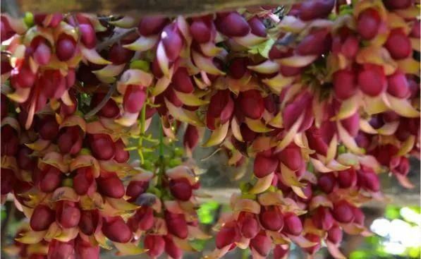 周六免费!广州附近这片禾雀花海没爆了,千万别错过了...