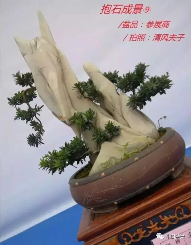 欣赏典雅新奇抱石盆景,学习抱石盆景制作技巧 - 武汉老徐 - 武汉老徐的博客 欣赏典雅新奇抱石盆景,学习抱石盆景制作技巧 - 武汉老徐 - 武汉老徐的博客