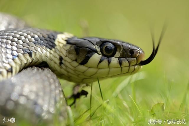 蛇蛇蛇:天降红雨,明天三大喜在家门口,快点接好