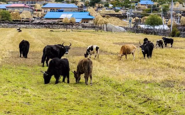 国家地理赞她为“最富有美景的村庄”：被6条冰川包围简直美爆了