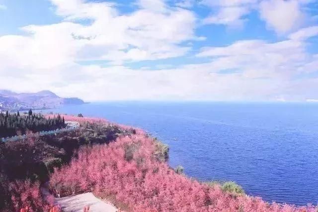 玉溪最全赏花攻略来了，花海之约不要错过!