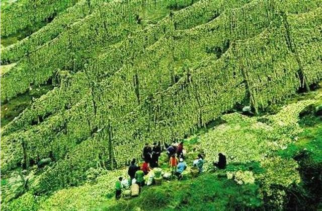 小榨菜有大野心，180亿市值之后，收购之路屡败屡战