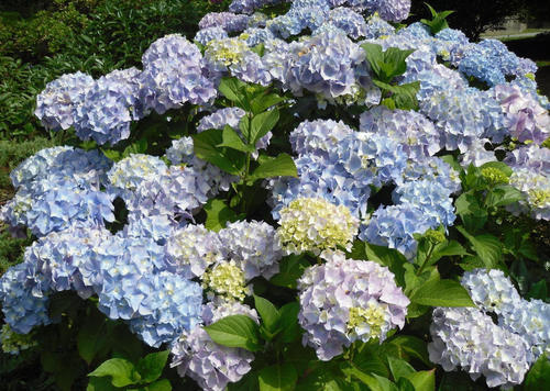 绣球夏天难养?换到这个时间段浇水,小绣花没几