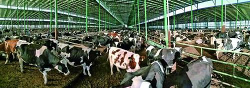 投资公司和投资发展有限公司