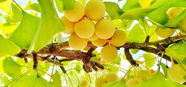 孩子学英语的分享