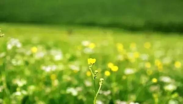 7月走进坝上、走进草原、走进盛夏的乌兰布统！