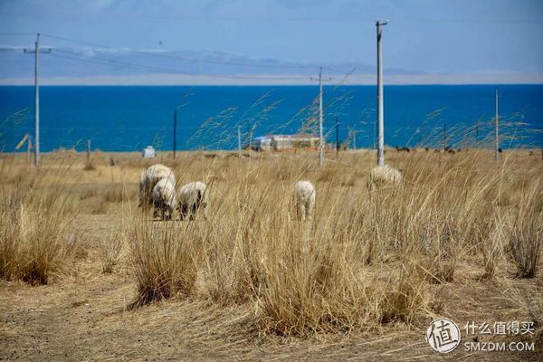#原创新人#青海:一张蓝色画板上，映出绚烂世界