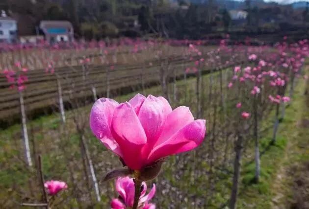 三月花开正艳,宜昌各地踏青赏花活动异彩纷呈