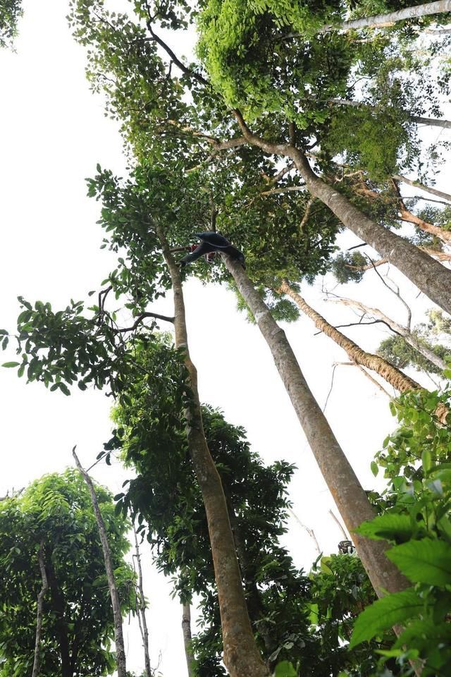 锋哥说茶何为高杆古树普洱茶