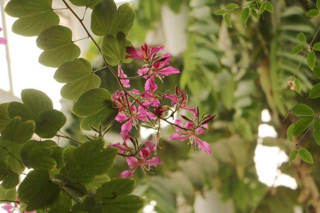 每日一花：紫荆花红花羊蹄甲