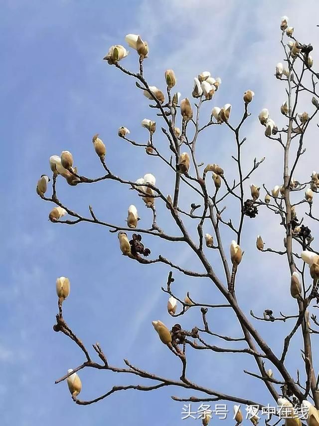 汉中这条路全是花，美翻了