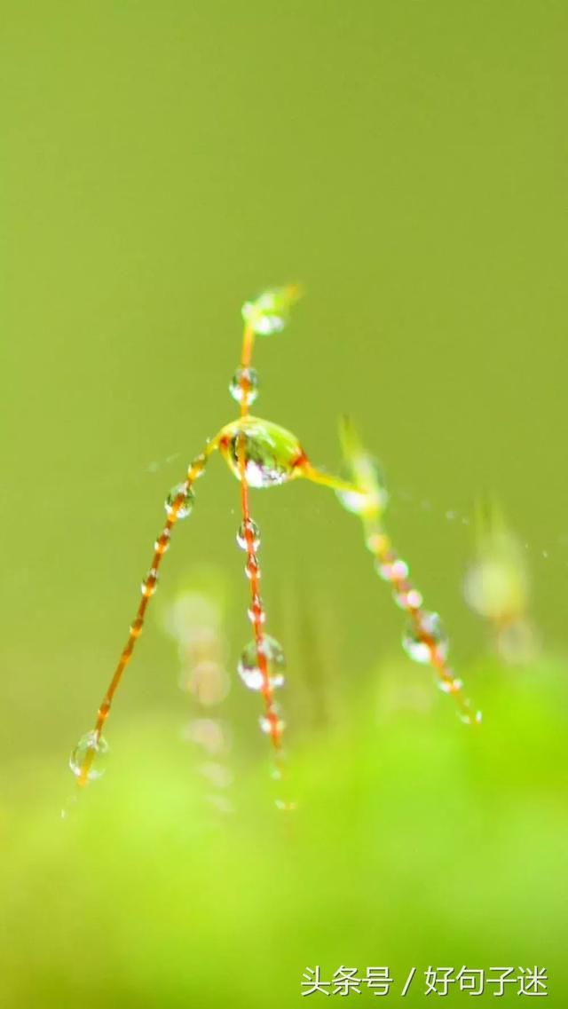 看透人心的悲凉句子,人心太假太虚伪!