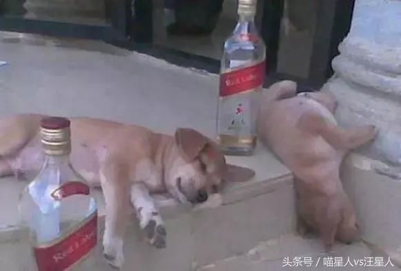 狗为啥不能吃咸的东西 t010ab9521d763e9161.jpg