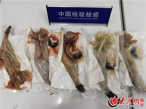 危险！烟台截获37公斤日本邮寄入境带血冰鲜河鲀
