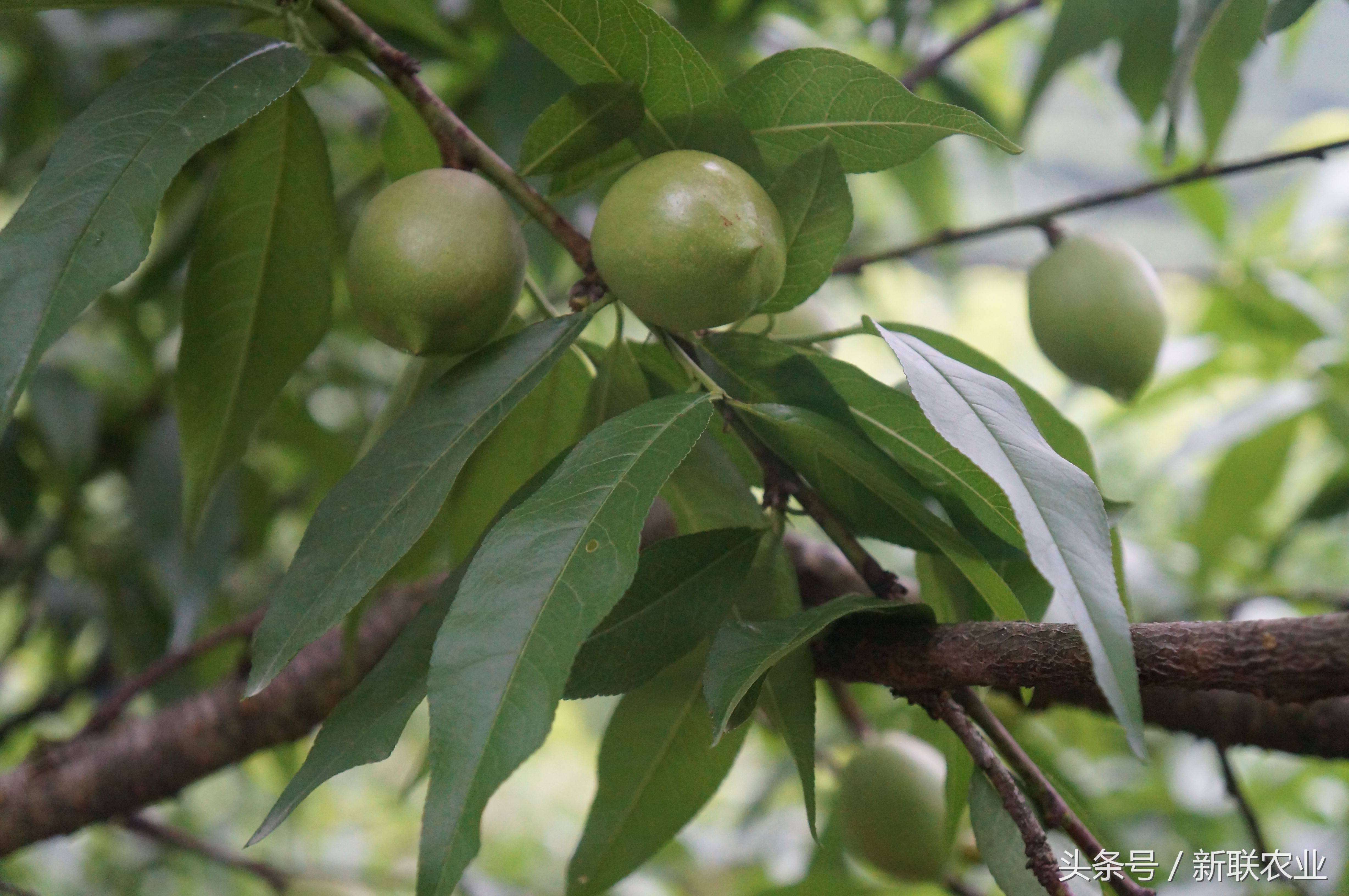 五月正是吃油桃的季节 来自美丽乡村的油桃