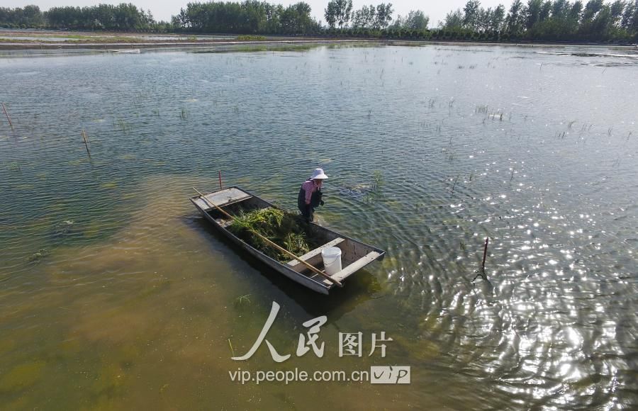 江苏金湖:水草生态养殖龙虾效益高