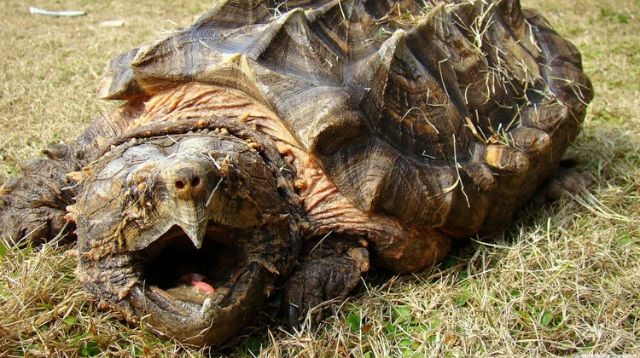 千年龟的骗局:70元鳄龟卖1600元 民警提示别