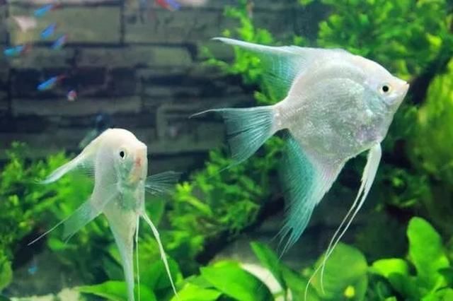 最好不要在卧室内养鱼 水族资讯 南昌水族馆第2张 最好不要在卧室内养鱼 水族资讯 南昌水族馆第2张