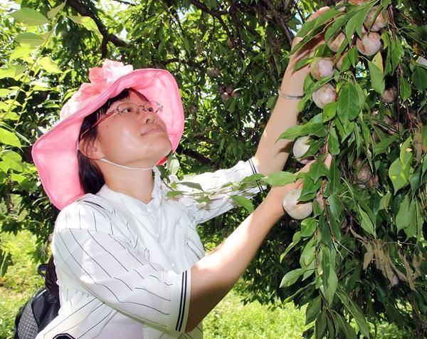 荔浦脱贫村三年不分红山华李种植面积翻十倍